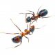 Equipe Fourmis