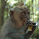 Singe